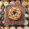 Echeveria 'Jade Star' 2" Succulent Plant Cutting