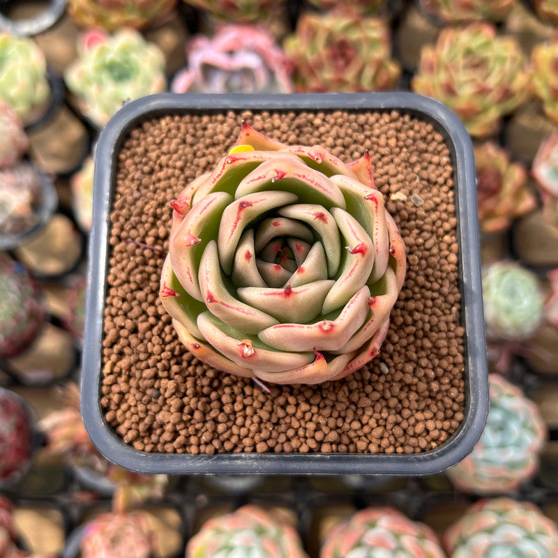 Echeveria 'Jade Star' 2" Succulent Plant Cutting