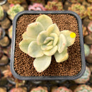 Pachyveria 'Worthy One' Variegated 2" Succulent Plant Cutting