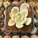 Pachyveria 'Worthy One' Variegated 2" Succulent Plant Cutting