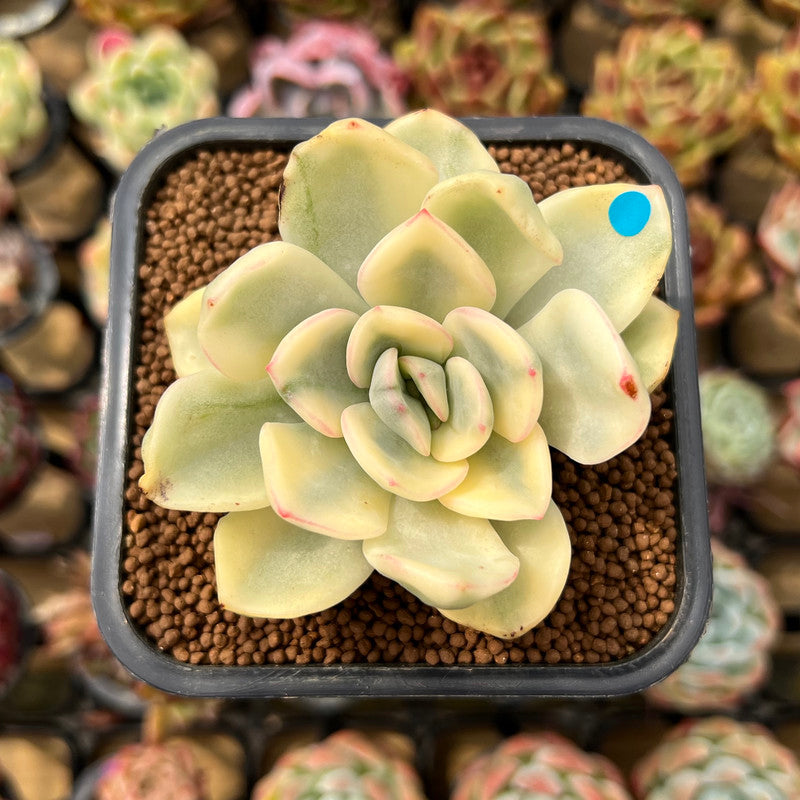 Pachyveria 'Worthy One' Variegated 2" Succulent Plant Cutting