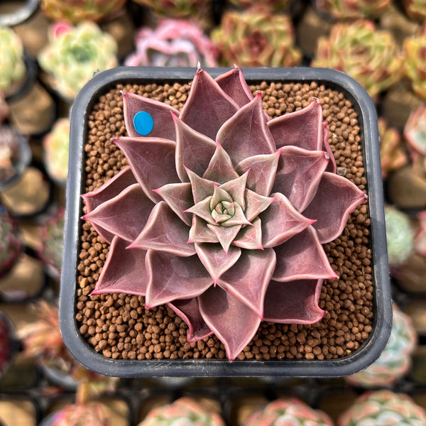 Echeveria 'Evelyn' 2" Succulent Plant Cutting