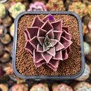 Echeveria 'Evelyn' 2" Succulent Plant Cutting