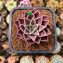 Echeveria 'Evelyn' 2" Succulent Plant Cutting