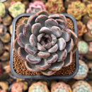 Echeveria 'Purple Stone' 2" Succulent Plant