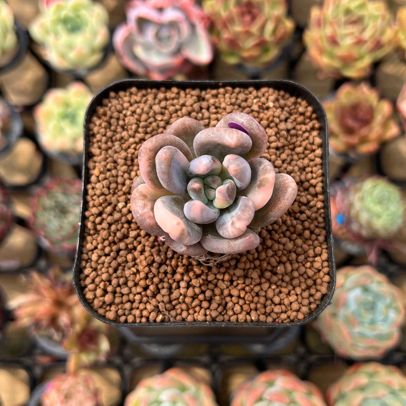 Pachyveria 'Blue Mist' 1" Succulent Plant Cutting