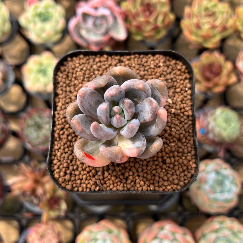 Pachyveria 'Blue Mist' 1" Succulent Plant Cutting