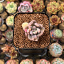 Pachyveria 'Blue Mist' 1" Succulent Plant Cutting