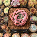 Echeveria 'Pink Champaign' 2" Succulent Plant Cutting