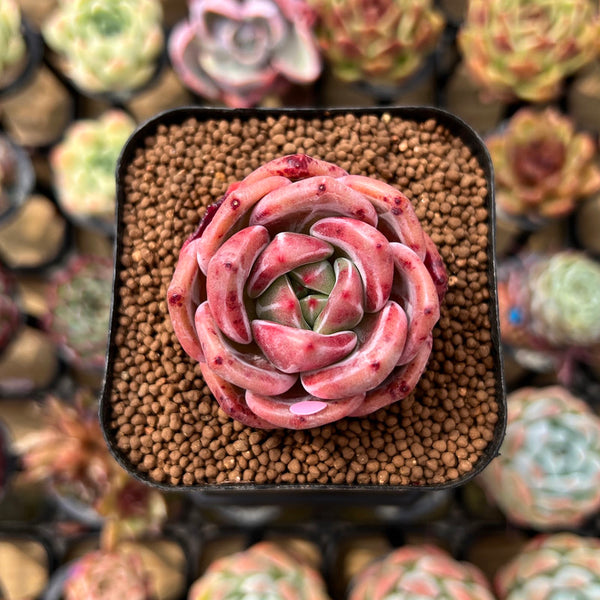 Echeveria 'Pink Champaign' 2" Succulent Plant Cutting