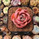 Echeveria 'Pink Champaign' 2" Succulent Plant Cutting