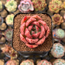 Echeveria 'Pink Champaign' 2" Succulent Plant Cutting