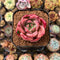 Echeveria 'Pink Champaign' 2" Succulent Plant Cutting