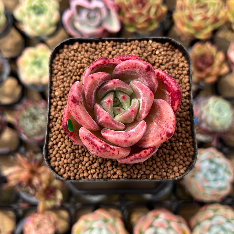 Echeveria 'Pink Champaign' 2" Succulent Plant Cutting