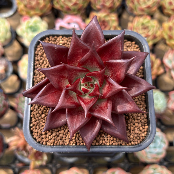 Echeveria Agavoides 'Oculus' 3" Succulent Plant