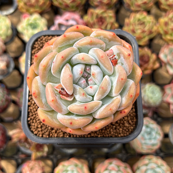 Echeveria 'Orange Monroe' 2" Succulent Plant Cutting