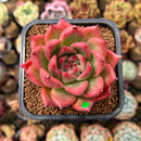 Echeveria Agavoides 'Honey Pink' 2" Succulent Plant Cutting