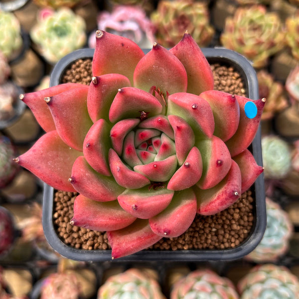 Echeveria Agavoides 'Honey Pink' 2" Succulent Plant Cutting