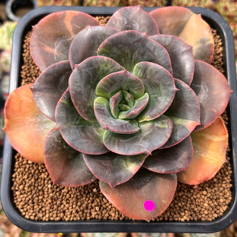 Echeveria 'Blue Metal' Light Variegated 4"-5" Large Succulent Plant Cutting