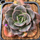 Echeveria 'Blue Metal' Light Variegated 4"-5" Large Succulent Plant Cutting