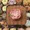 Echeveria 'Snow Lotus' 1" Succulent Plant Cutting