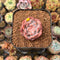 Echeveria 'Snow Lotus' 1" Succulent Plant Cutting