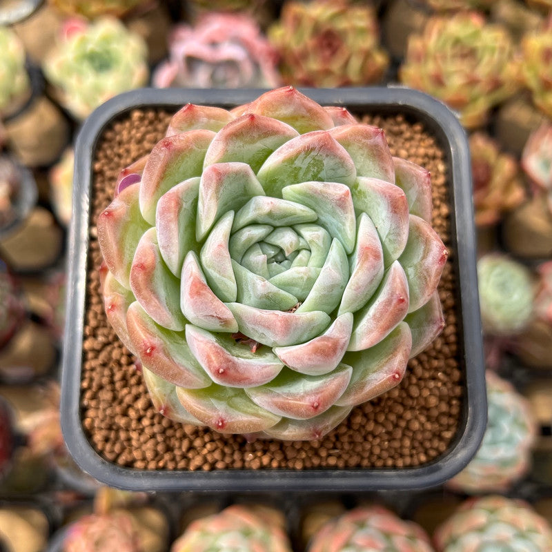 Echeveria 'Icy green' x 'Monroe' 2" Type B Succulent Plant Cutting