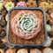 Echeveria 'Icy green' x 'Monroe' 2" Type B Succulent Plant Cutting