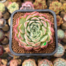 Echeveria sp. 2"-3" Succulent Plant Cutting