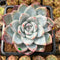 Echeveria 'Ivory' (Sanga) 3"-4" Succulent Plant Cutting