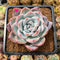 Echeveria 'Ivory' (Sanga) 3"-4" Succulent Plant Cutting