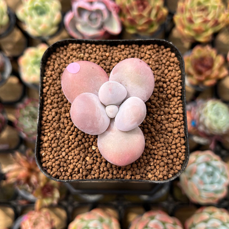 Graptopetalum 'Kupumiin' 1" Succulent Plant Cutting