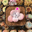 Graptopetalum 'Kupumiin' 1" Succulent Plant Cutting