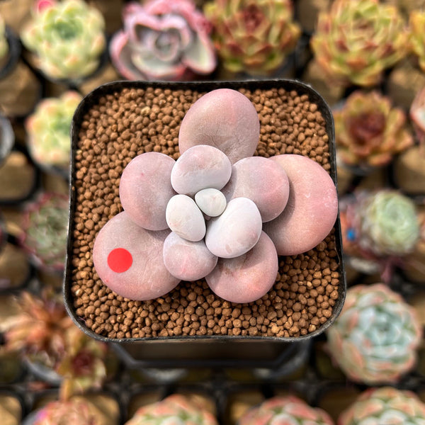 Graptopetalum 'Kupumiin' 1" Succulent Plant Cutting