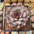 Echeveria 'White Soul' 3"-4" Succulent Plant Cutting