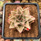 Echeveria 'Jade Star' Variegated 2" Succulent Plant Cutting