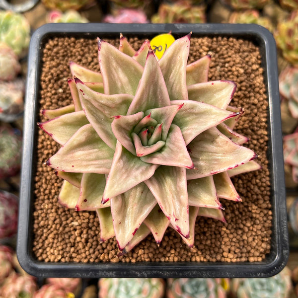 Echeveria 'Jade Star' Variegated 2" Succulent Plant Cutting