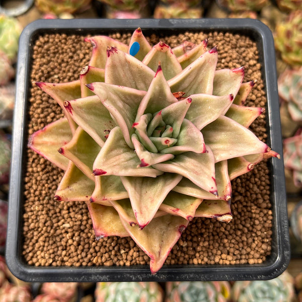 Echeveria 'Jade Star' Variegated 2" Succulent Plant Cutting