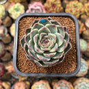 Echeveria 'Jade Bead' 2" Succulent Plant Cutting