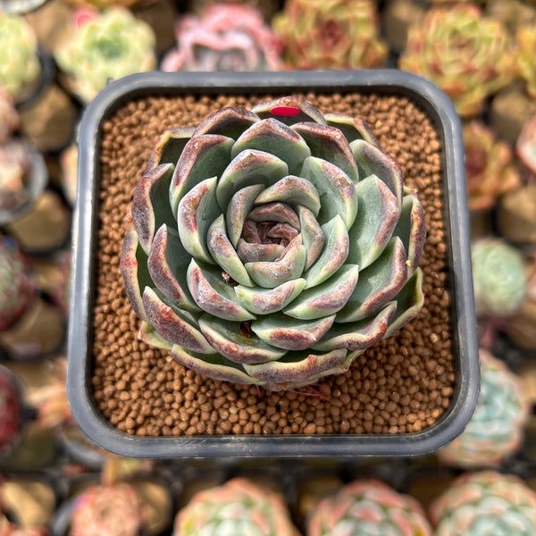 Echeveria 'Jade Bead' 2" Succulent Plant Cutting