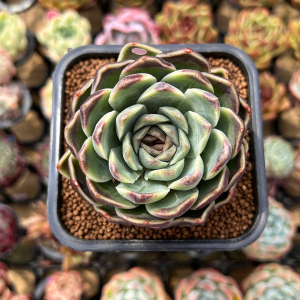 Echeveria 'Jade Bead' 2" Succulent Plant Cutting