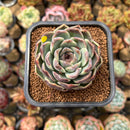 Echeveria 'Jade Bead' 2" Succulent Plant Cutting