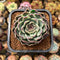 Echeveria 'Jade Bead' 2" Succulent Plant Cutting