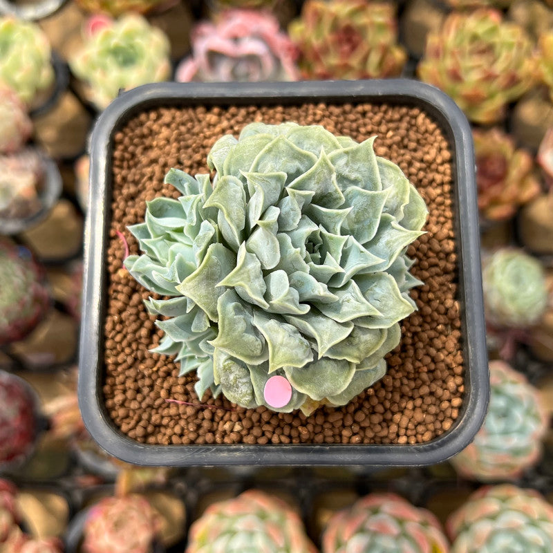 Echeveria 'Hearts Choice' 2" Succulent Plant