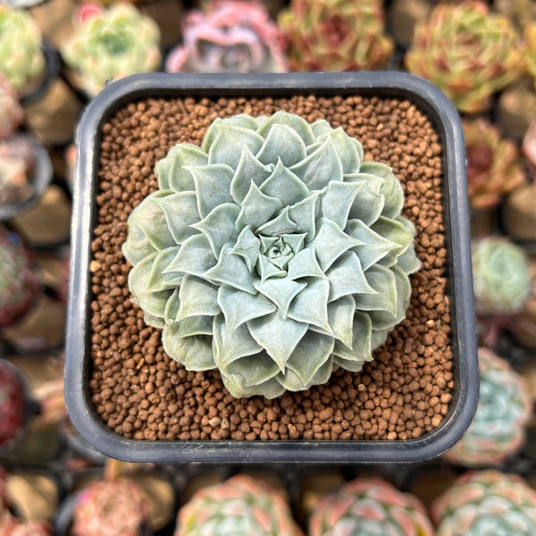 Echeveria 'Hearts Choice' 2" Succulent Plant