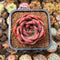 Echeveria 'Pink Champaign' 2"-3" Succulent Plant Cutting