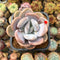 Graptoveria 'Lalla' 2" Succulent Plant Cutting