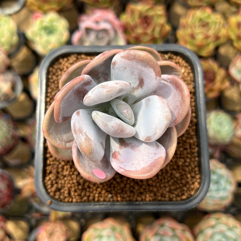 Graptoveria 'Lalla' 2" Succulent Plant Cutting