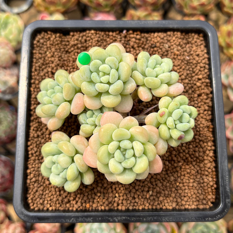 Graptopetalum 'Rococo' 3" Cluster Succulent Plant Cutting