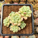 Graptopetalum 'Rococo' 3" Cluster Succulent Plant Cutting